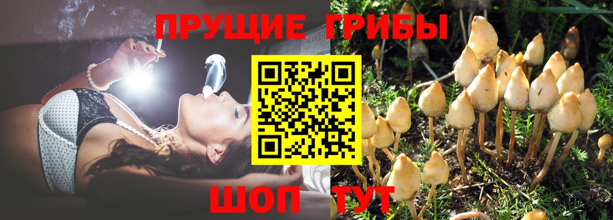 Псилоцибиновые грибы Psilocybine cubensis Крымск